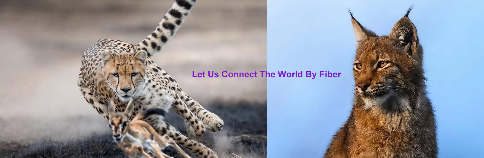 kwaliteit Fiber Optic verdeelkast fabriek